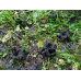 Мицелий Лисички серой / Вороночник рожковидный (Craterellus cornukopioides) Мицелий Лисички серой / Вороночник рожковидный (Craterellus cornukopioides)